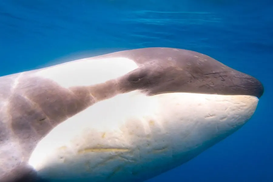 Killer Whale Underwater