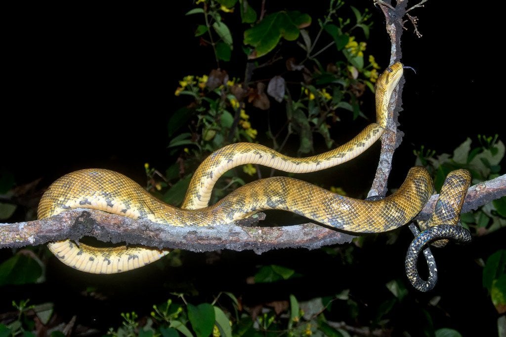 Boa Constrictor in Piedras Blancas Costa Rica Snakes