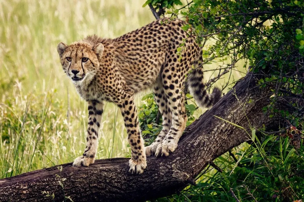 Young Cheetah Hunting South Africa