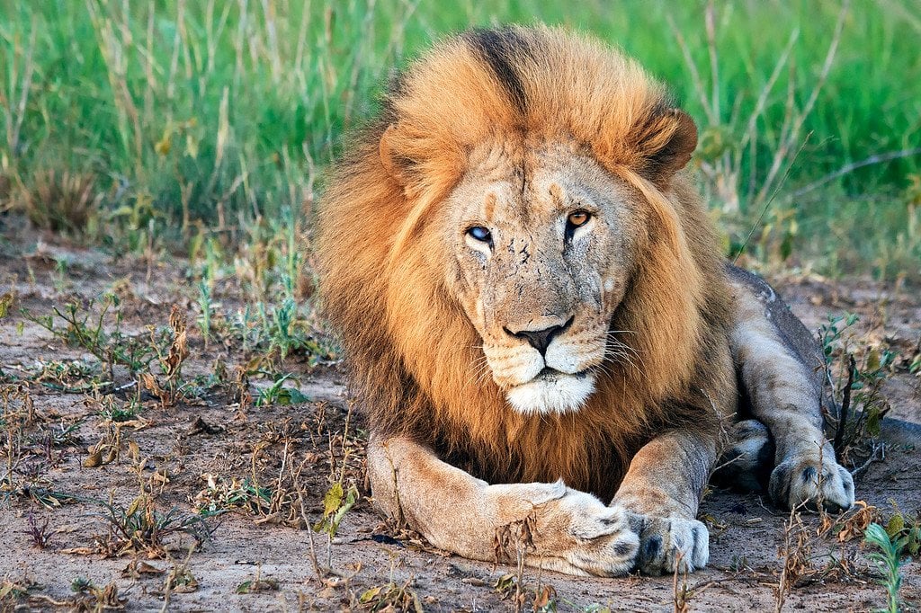 The One-Eye King Lion Phinda Safari South Africa