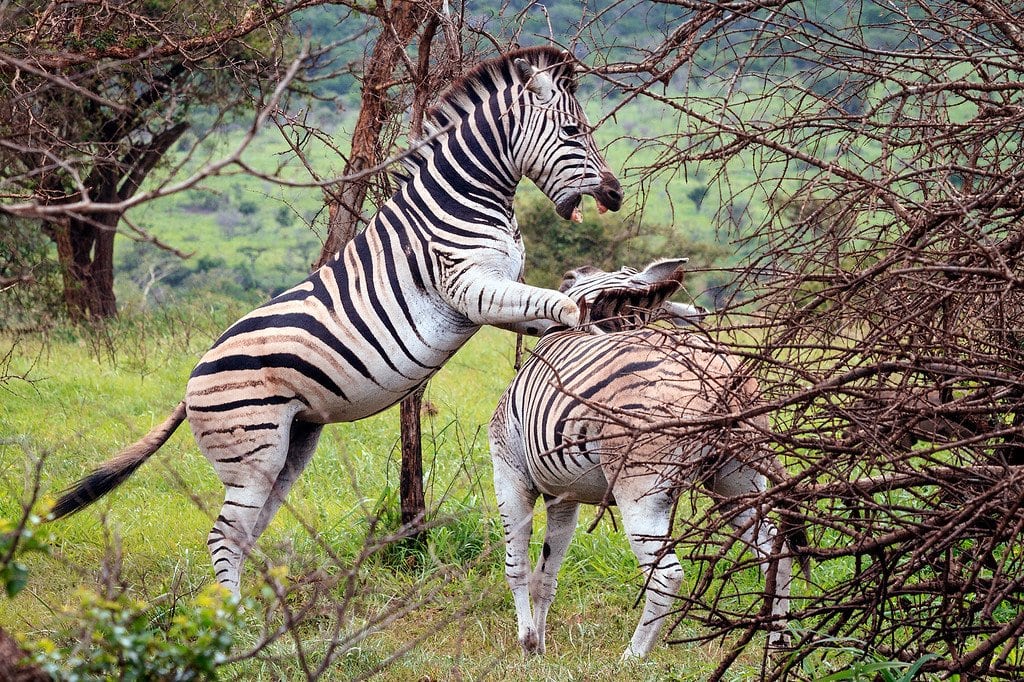 Zebra Fight! Zebra Phinda Safari South Africa