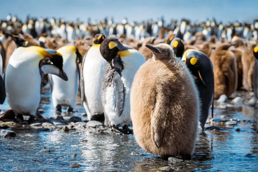 Baby Penguin Photo