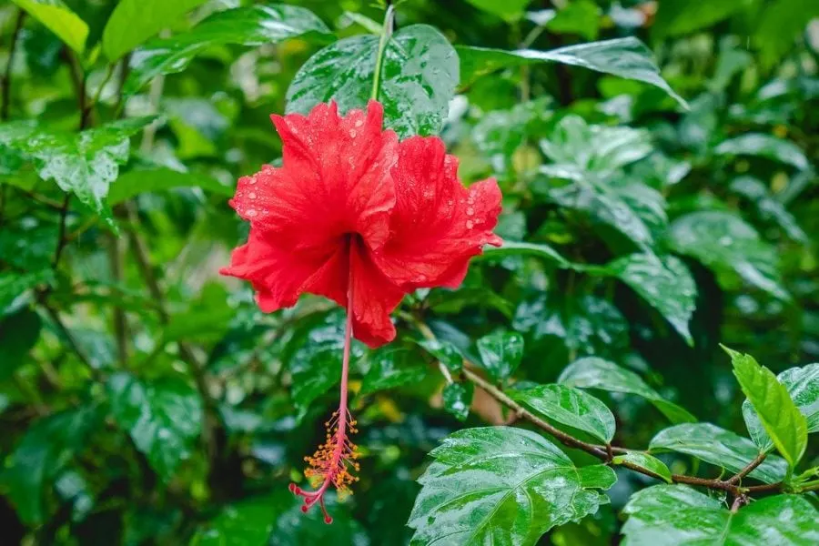 Flowers in Costa Rica