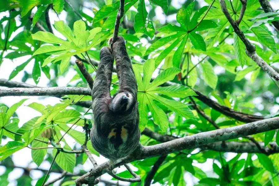 Corcovado National Park Costa Rica