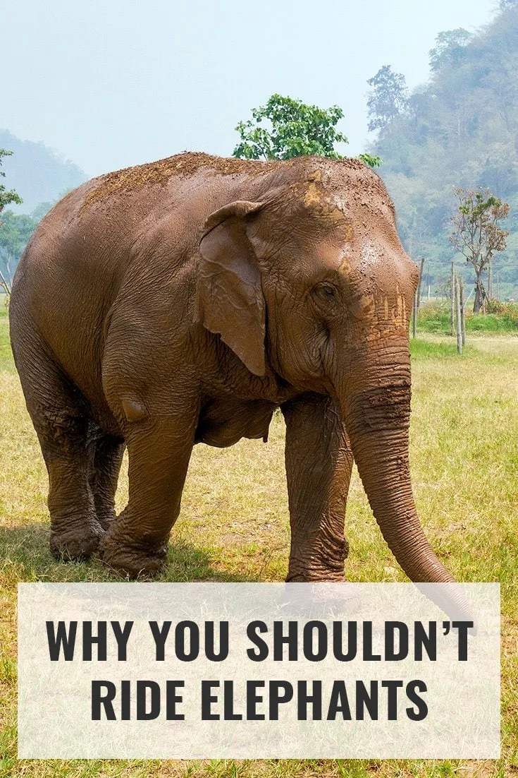 Why you shouldn't ride elephants. More at expertvagabond.com