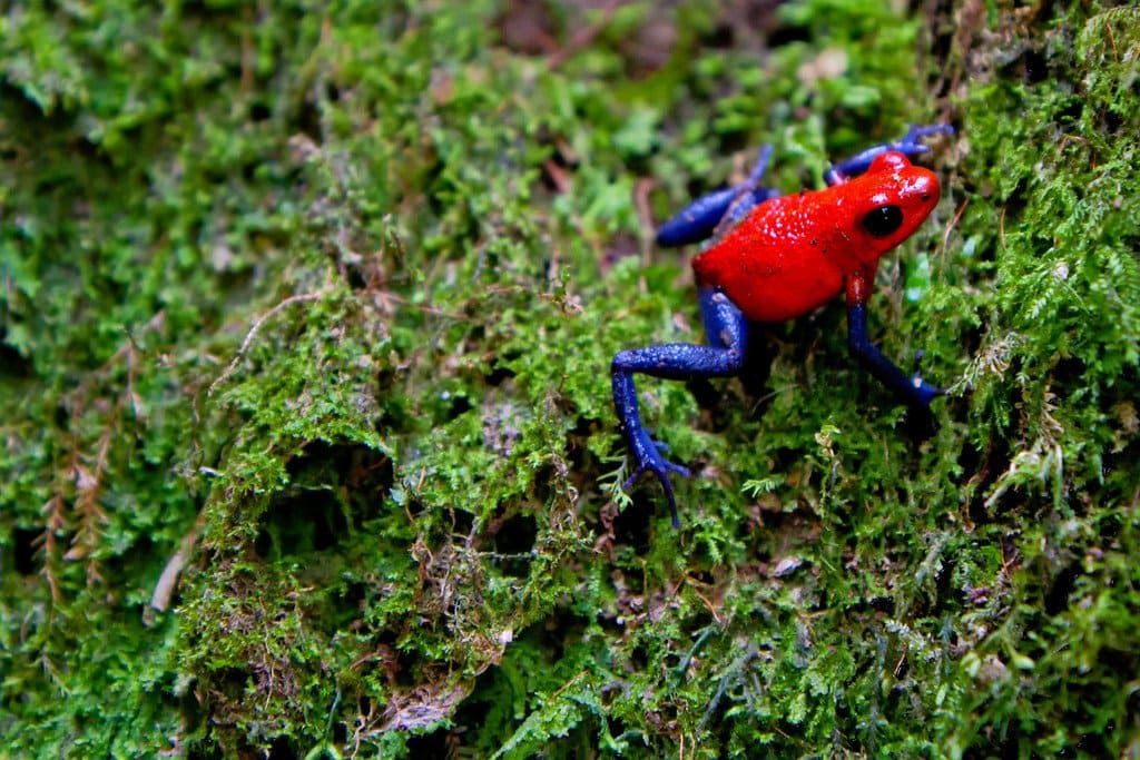 Strawberry Poison Dart Frog Frog near Rio Celeste Costa Rica