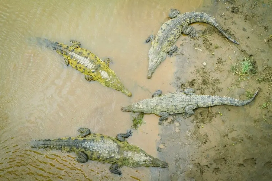 Crocodiles Rio Tarcoles Costa Rica