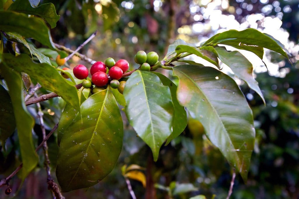 Guatemalan Coffee Trees