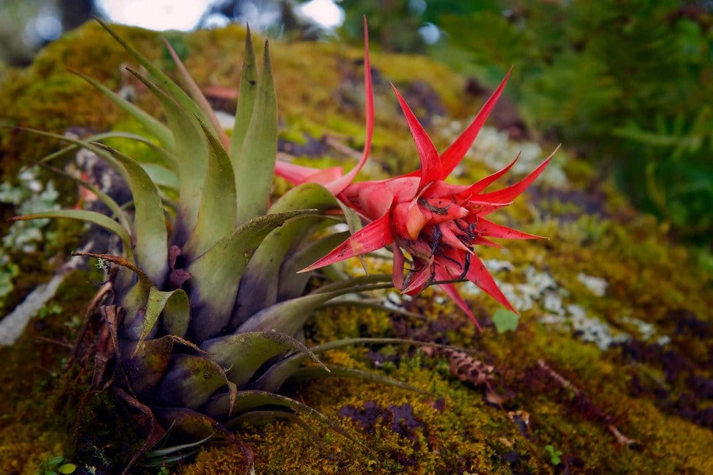 San Pedro Volcano Flower