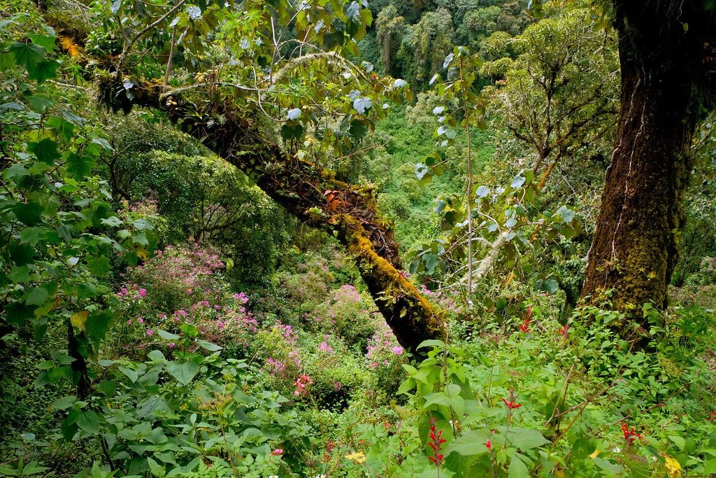 Thick Jungle Hike