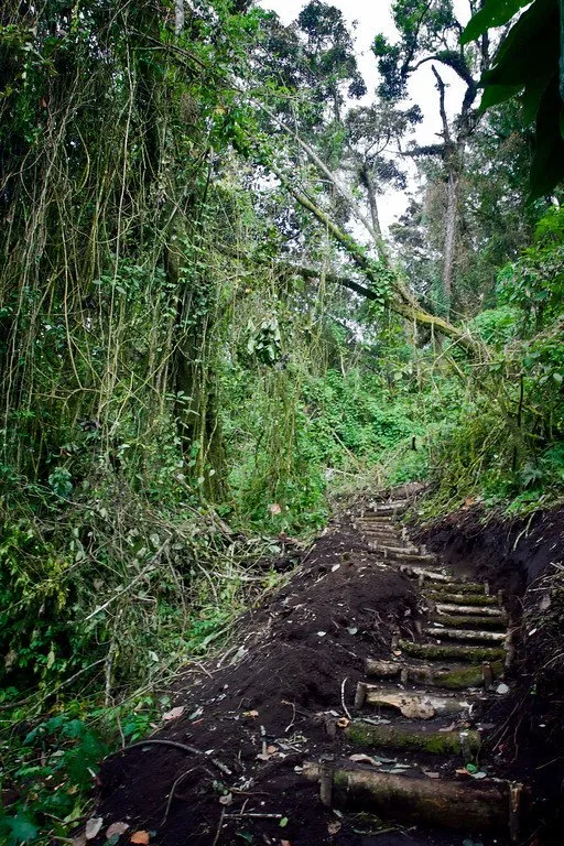 San Pedro Jungle Trail