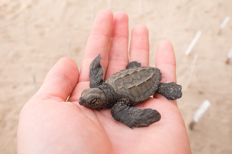 Sea Turtles near Cancun