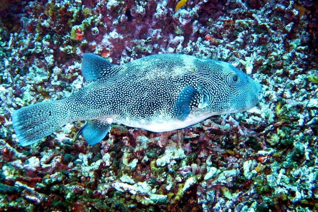 Spotted Puffer Similan Thailand