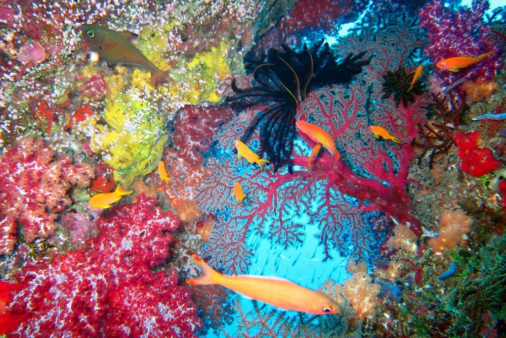 Soft Coral Similan Thailand