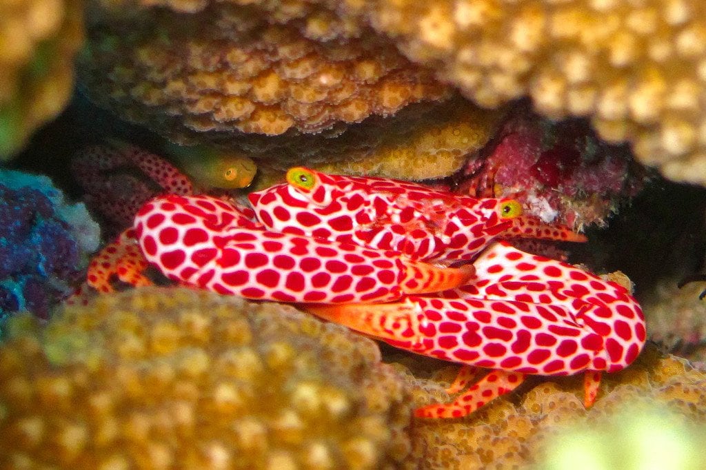 Coral Crab Similan Thailand