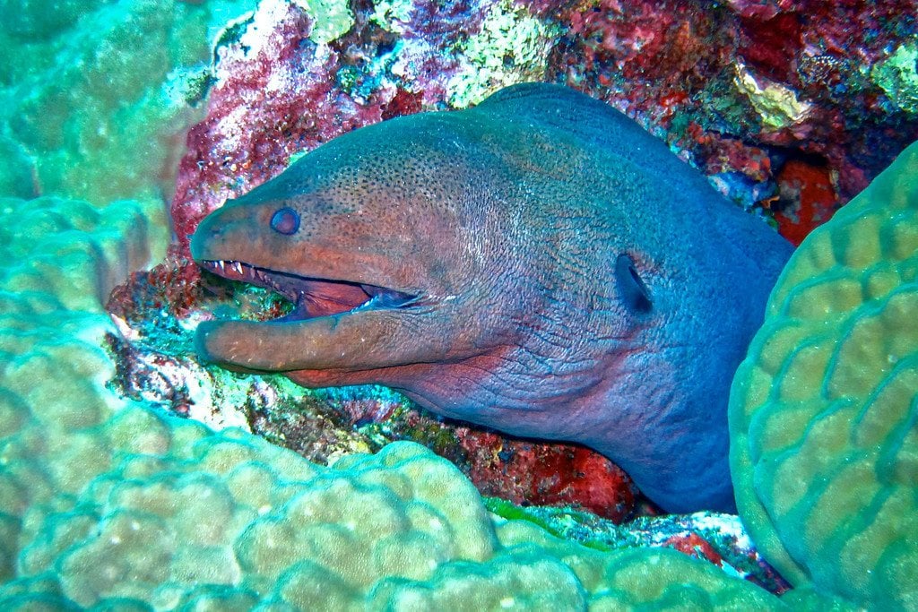 Moray Eel Similan Thailand