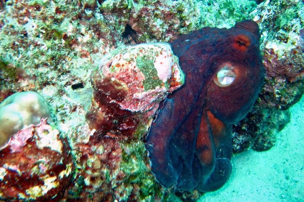 Red Octopus Similan Thailand