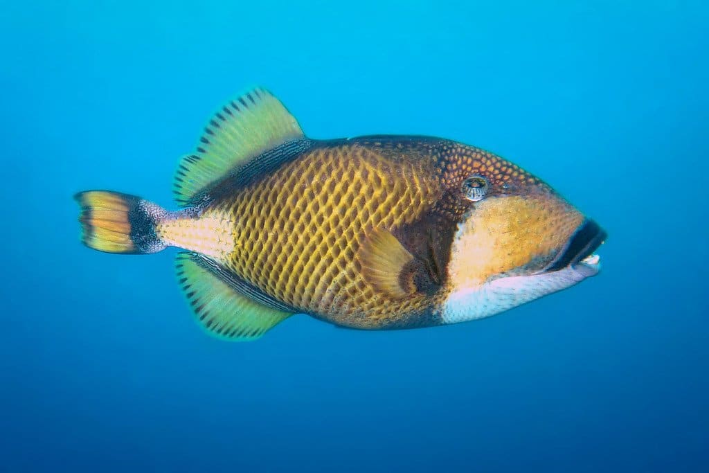 Trigger Fish Similan Islands Thailand