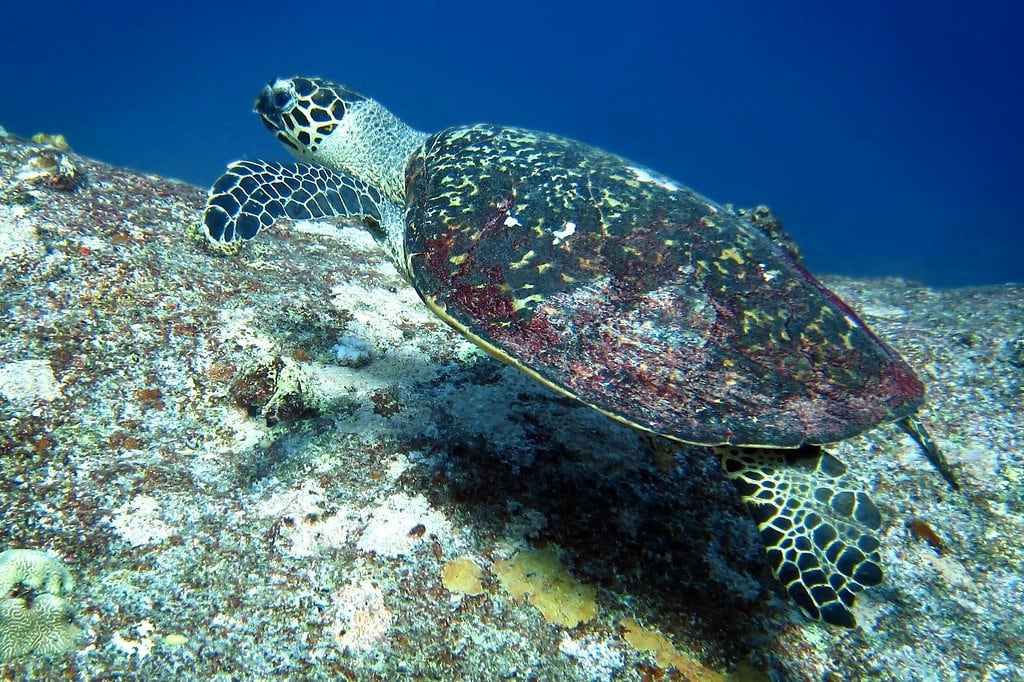 Hawksbill Sea Turtle Similan Thailand