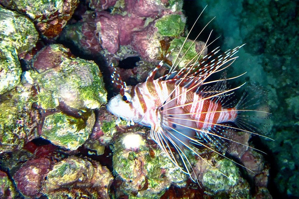 Spotted Lion Fish Similan Thailand