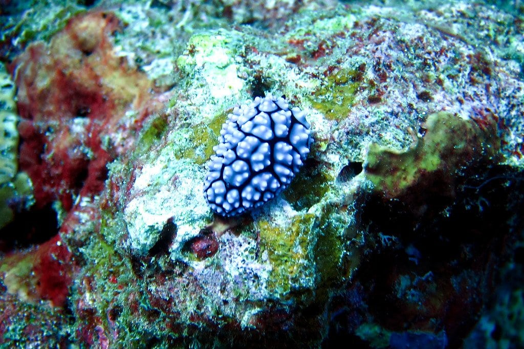 Nudibranch Slug Similan Thailand