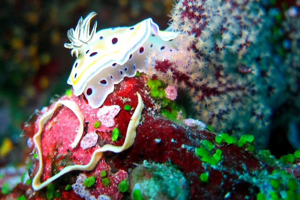 Nudibranch Slug Similan Thailand