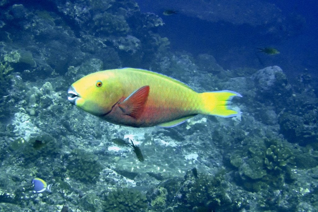 Parrot Fish Similan Thailand