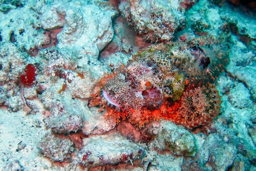 Scorpion Fish Similan Thailand