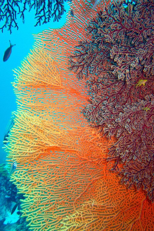 Sea Fan Similan Thailand