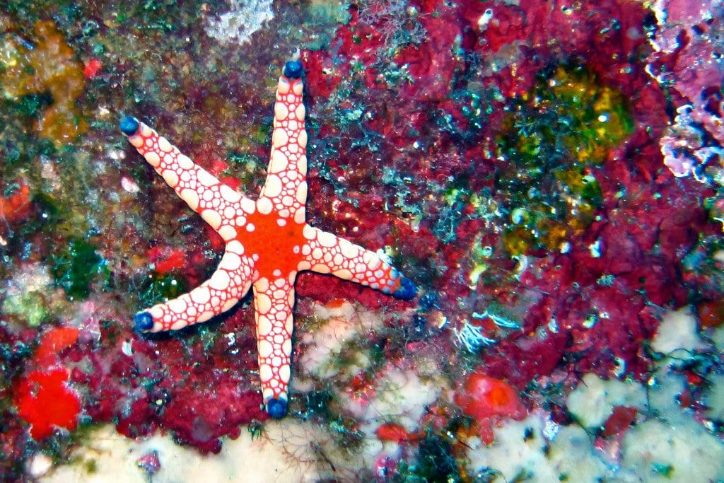 Sea Star Similan Thailand