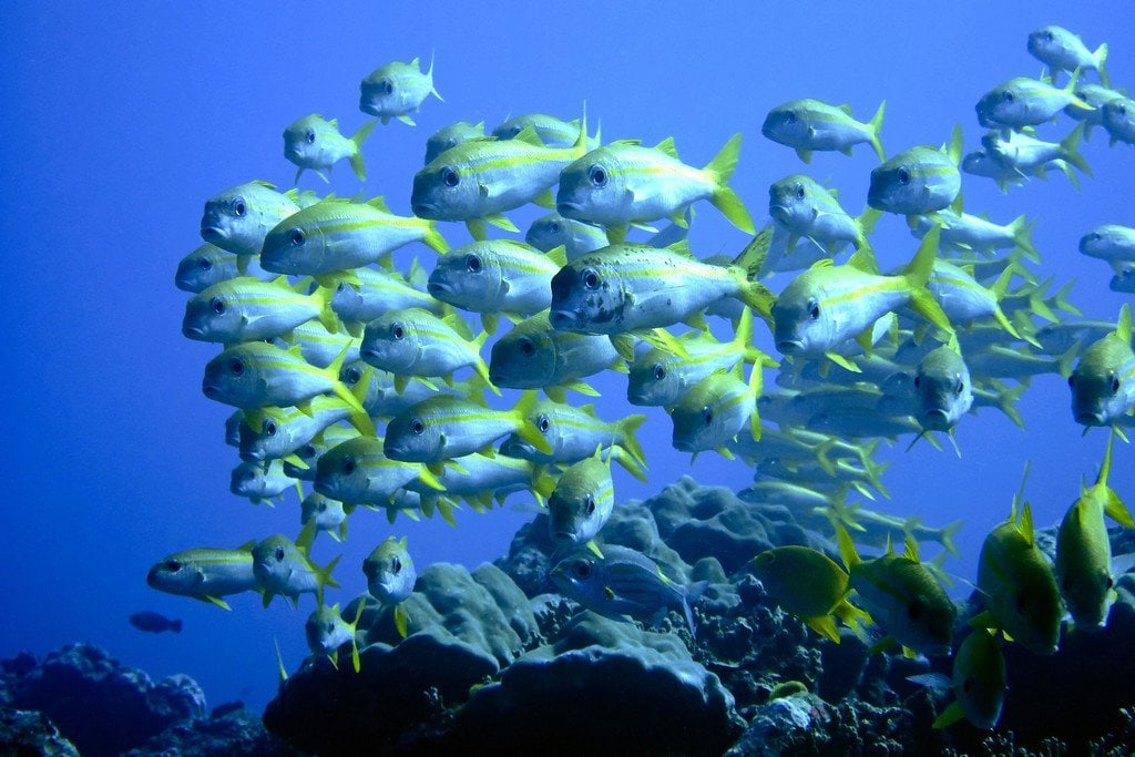 Yellowfin Snappers Similan Thailand