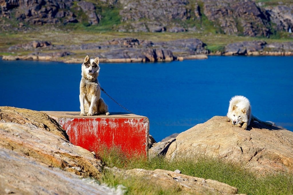 Sisimiut Sled Dogs