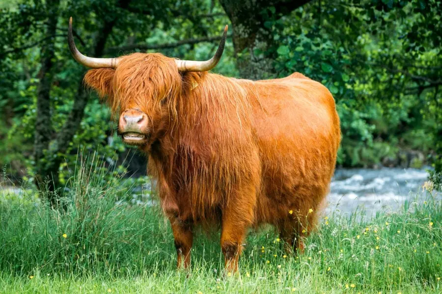 Highland Cow on Isle of Skye