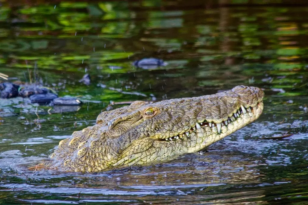 Crocodile iSimangaliso South Africa