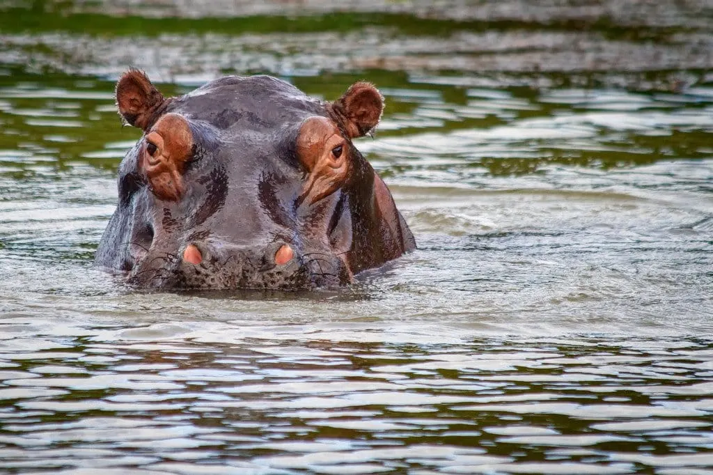 Hippopotamus iSimangaliso South Africa