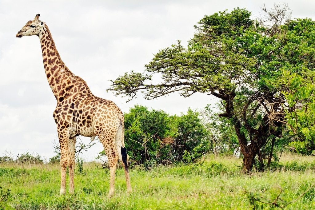 Giraffes are Funny Looking Giraffe Phinda Safari South Africa