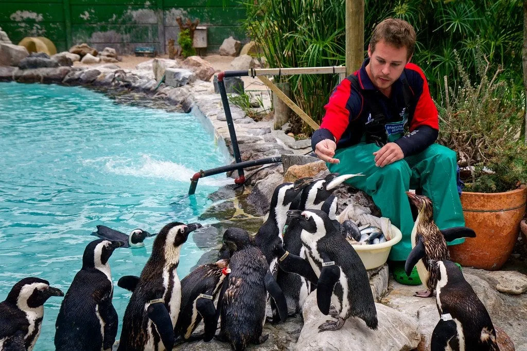 Penguin Feeding Sanccob South Africa