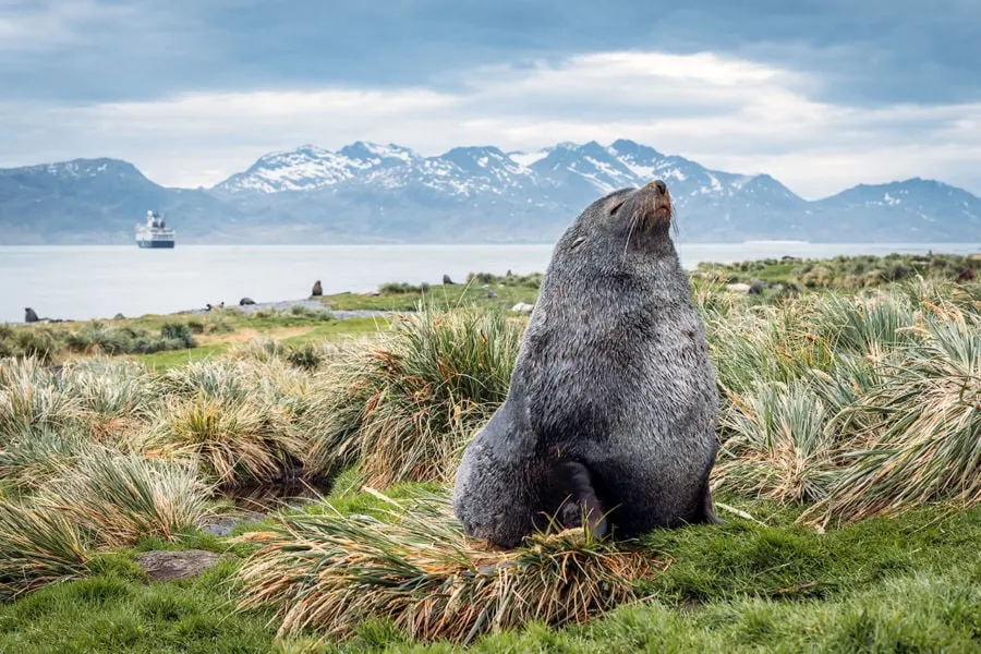 Fur Seal on Land