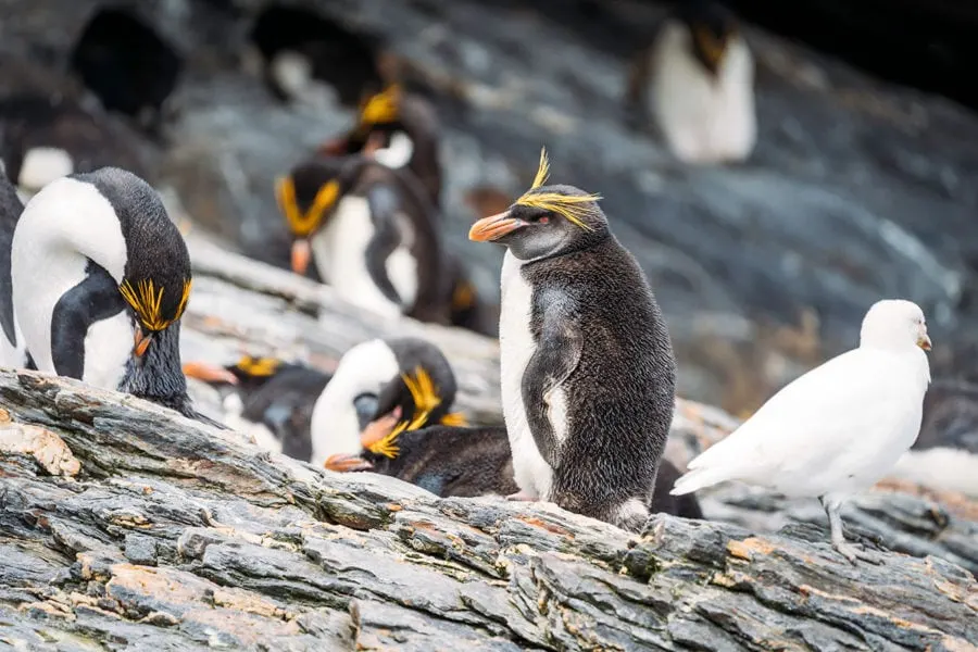 Macaroni Penguins in South Georgia