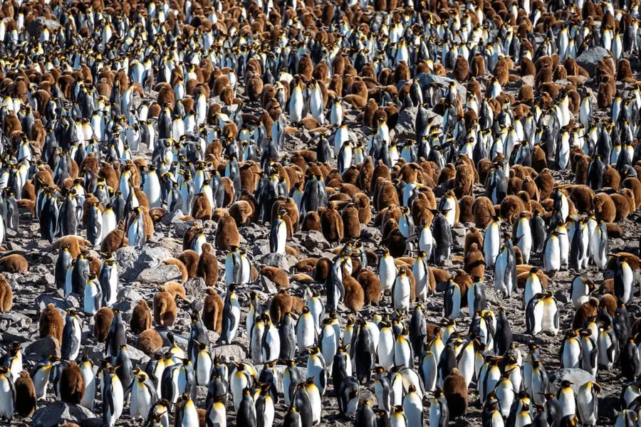 Penguins in South Georgia