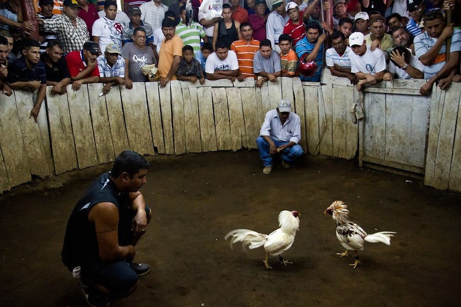 telica cock fighting ring