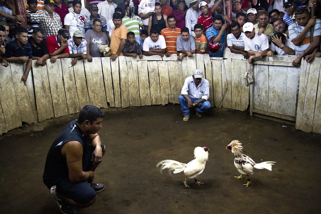 Cockfighting Nicaragua