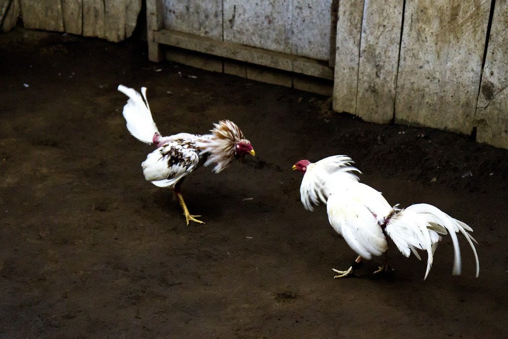 Cockfighting Match Nicaragua