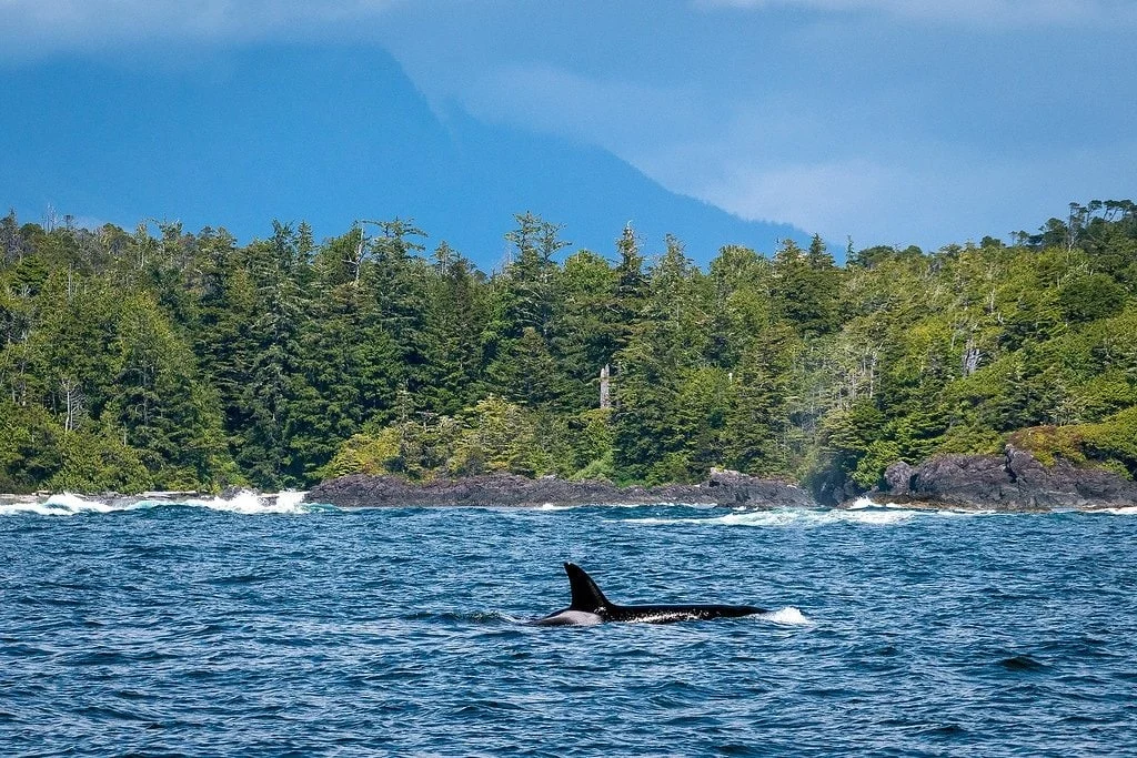 Vancouver Island Whale Watching