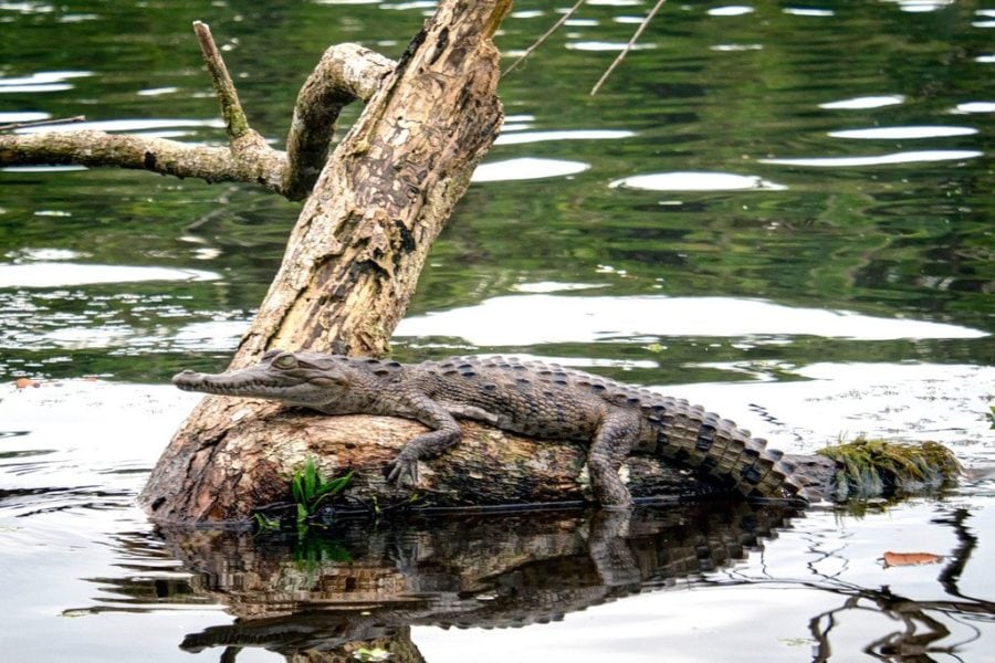 Tortuguero Crocodile Costa Rica