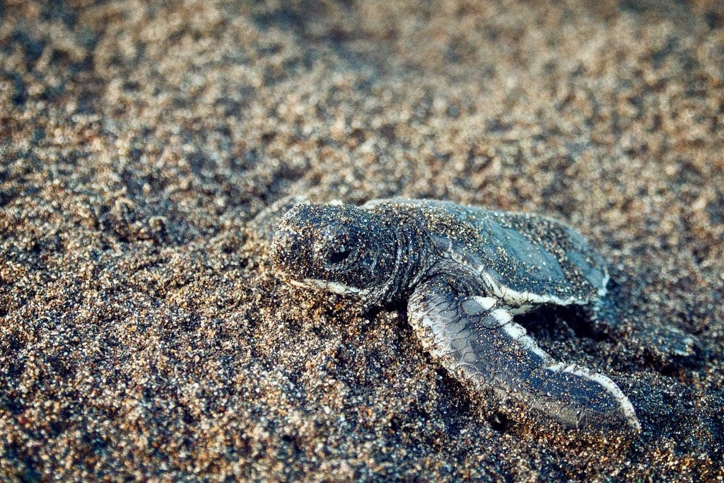Baby Green Turtle on the Beach Baby Turtle Tortuguero Costa Rica