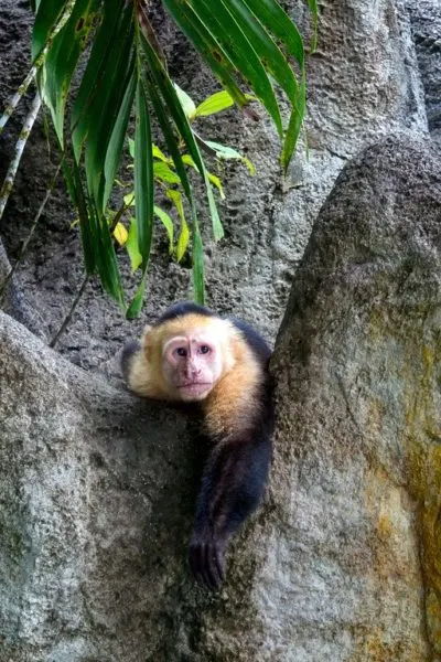 Capuchin monkey hanging out