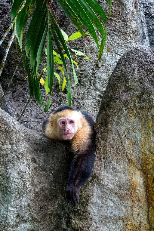 Capuchin Monkey Hanging Out White Faced Capuchin Monkey