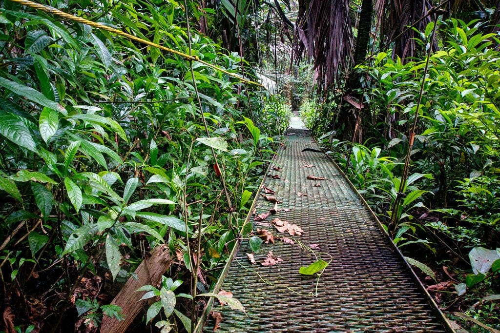Jungle Trails Behind Evergreen Lodge Tortuguero Jungle Costa Rica