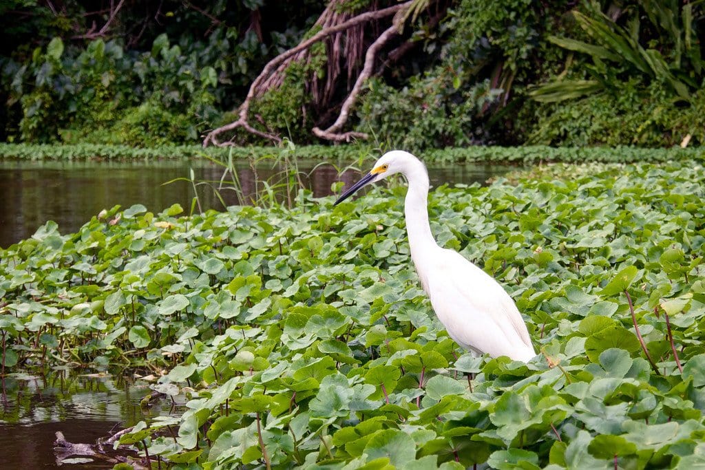 Snowy Egret Snowy Egret Bird Costa Rica